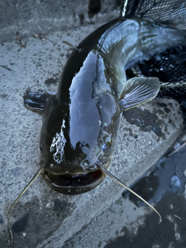 ナマズの釣果