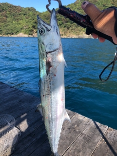 サゴシの釣果