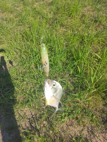 メッキの釣果