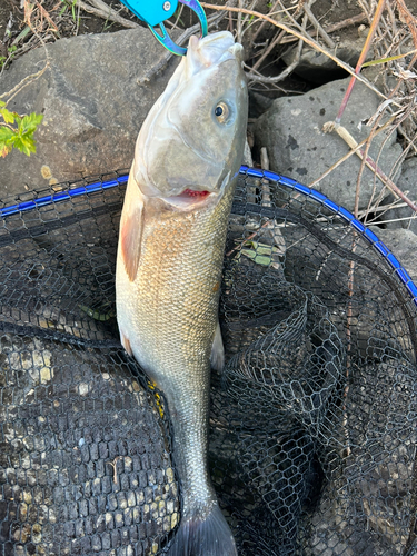 ニゴイの釣果