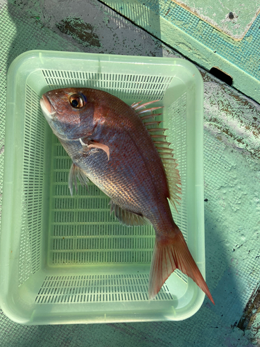 タイの釣果