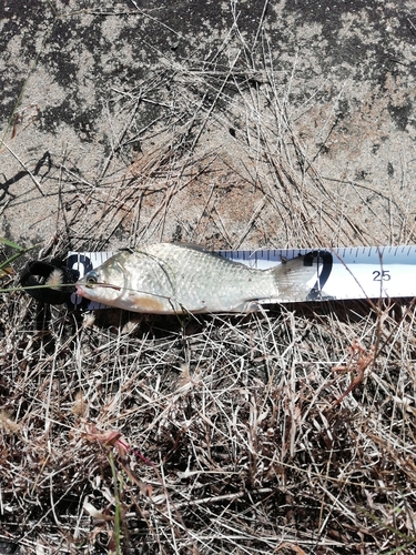 フナの釣果