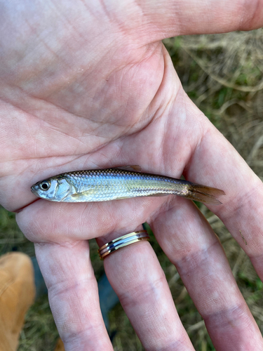 カワムツの釣果