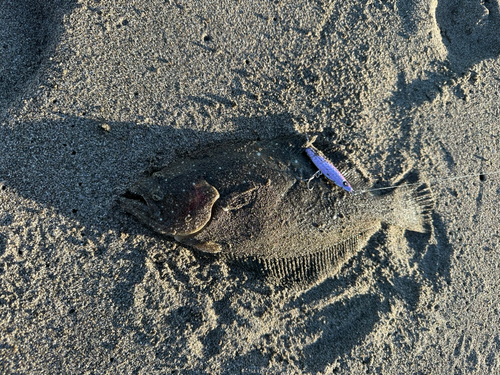 ソゲの釣果