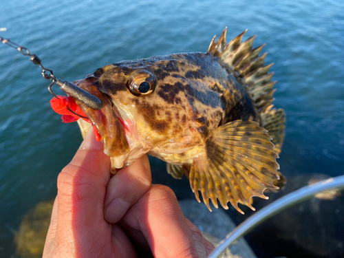 タケノコメバルの釣果