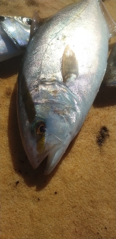 カンパチの釣果