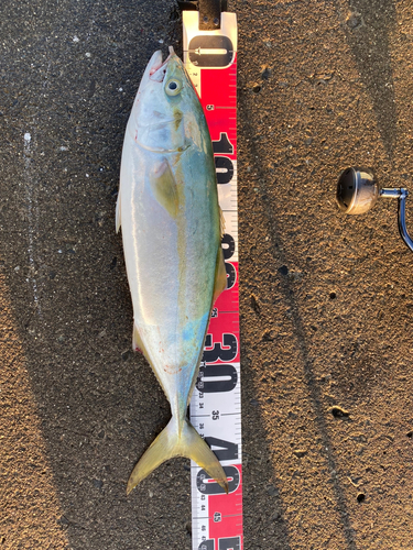 イナダの釣果