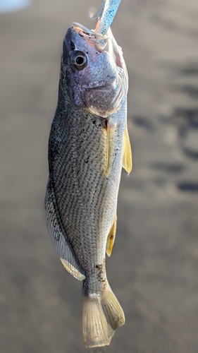 ニベの釣果