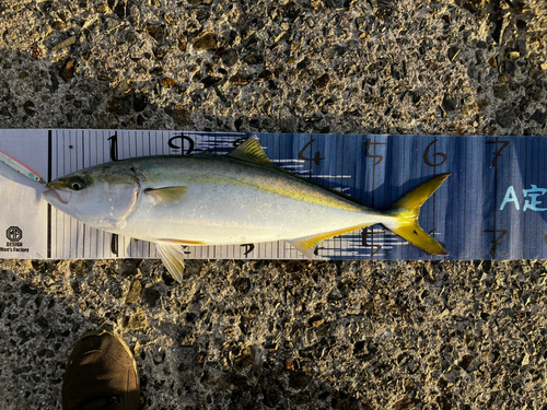 メジロの釣果