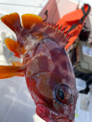 アカハタの釣果