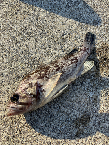 クロソイの釣果