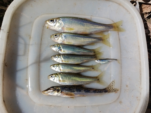 カワムツの釣果