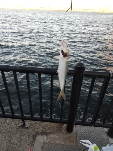 コノシロの釣果