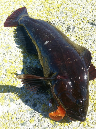 アブラコの釣果