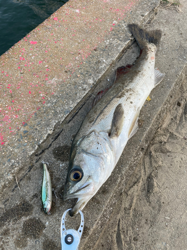 スズキの釣果