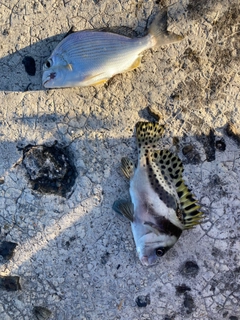 コショウダイの釣果