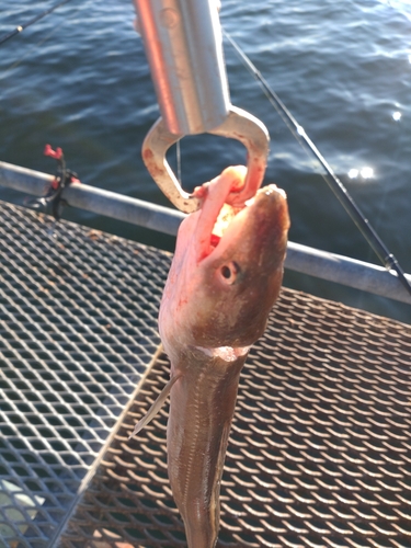 アナゴの釣果