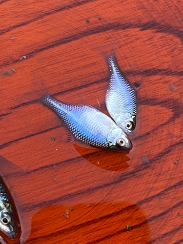 タイリクバラタナゴの釣果