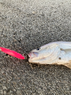 ニベの釣果