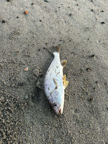 ニベの釣果