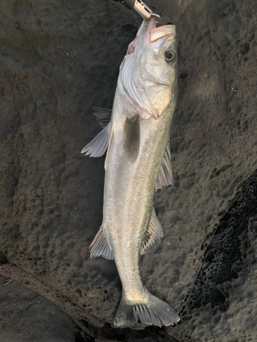 ヒラスズキの釣果