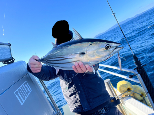 カツオの釣果