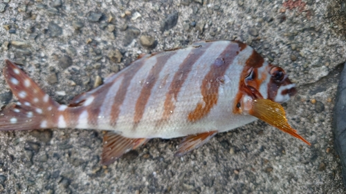 タカノハダイの釣果