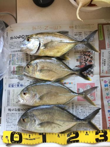 メッキの釣果