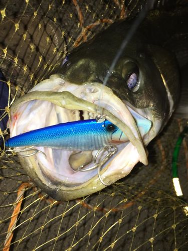 フッコ（マルスズキ）の釣果