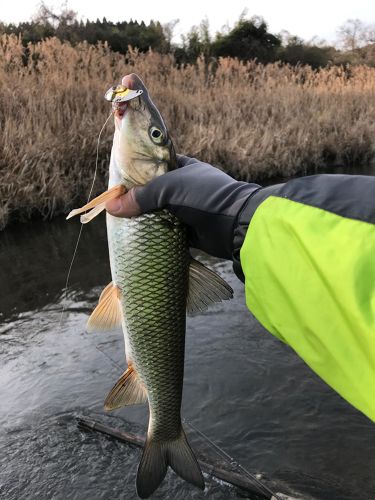 ニゴイの釣果