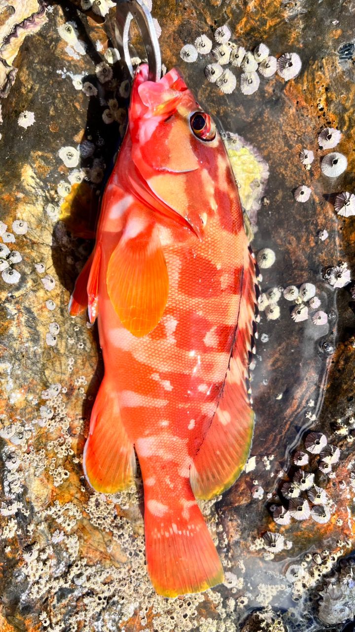 高二anglerさんの釣果 3枚目の画像