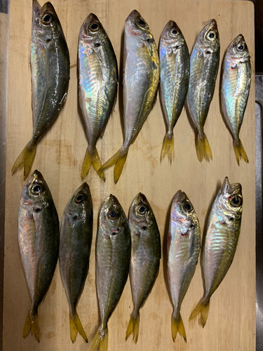 アジの釣果