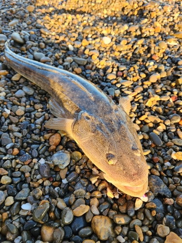 マゴチの釣果