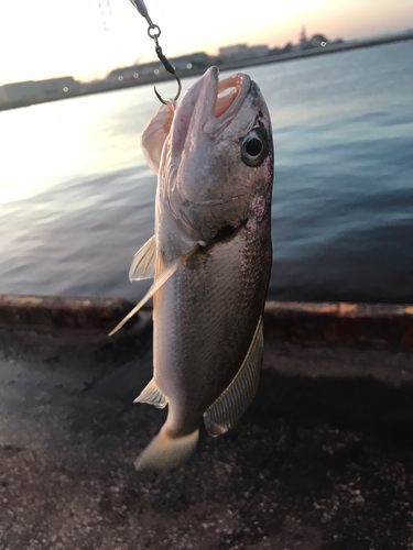 イシモチの釣果