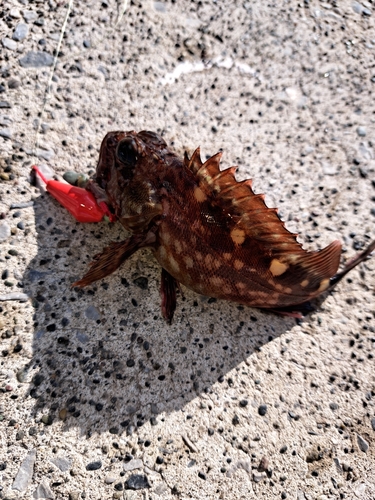 カサゴの釣果