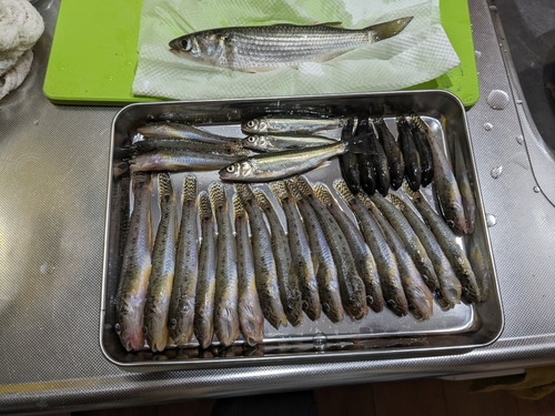 ハゼの釣果