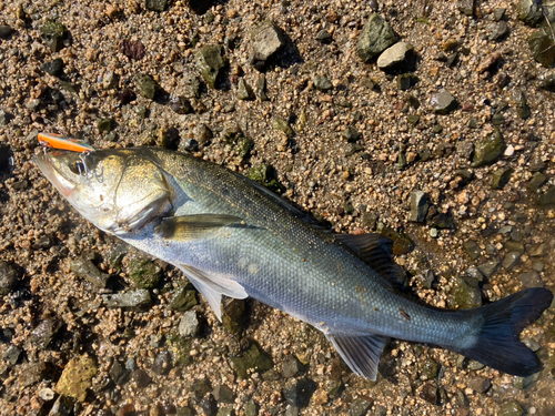 シーバスの釣果