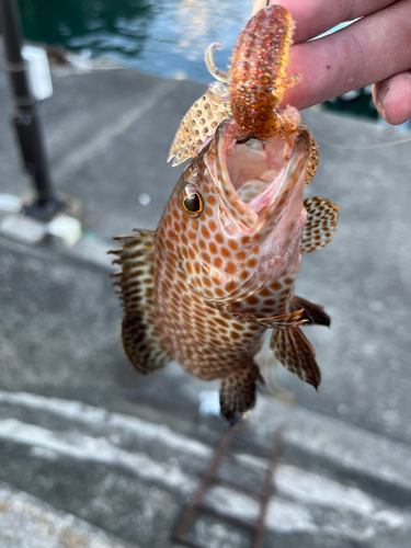 オオモンハタの釣果