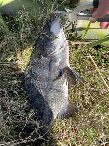 クロダイの釣果