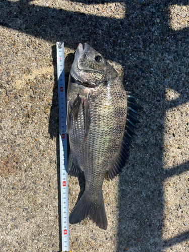 チヌの釣果