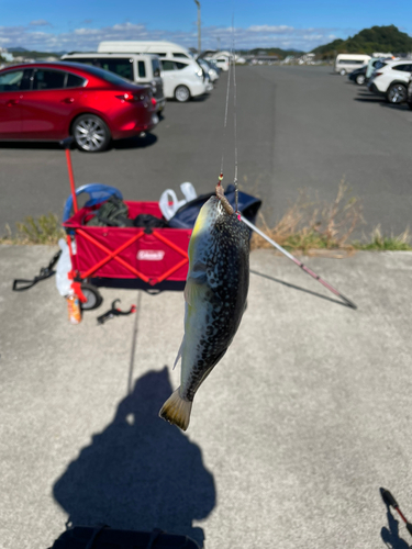 フグの釣果