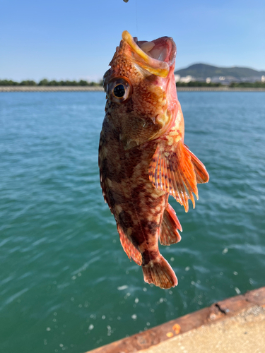 ガシラの釣果