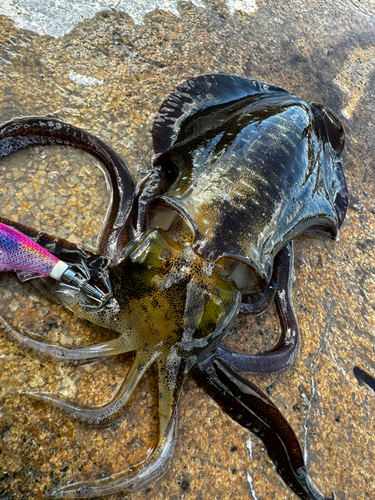 アオリイカの釣果