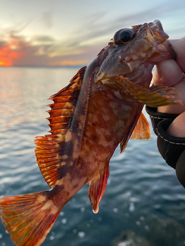 カサゴの釣果