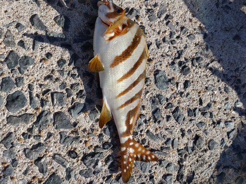 タカノハダイの釣果