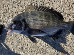 クロダイの釣果