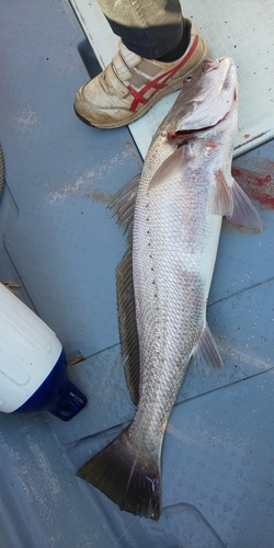 ニベの釣果