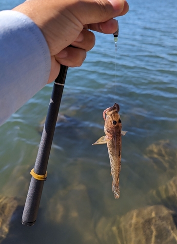 ハゼの釣果