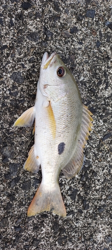 ミナミフエダイの釣果