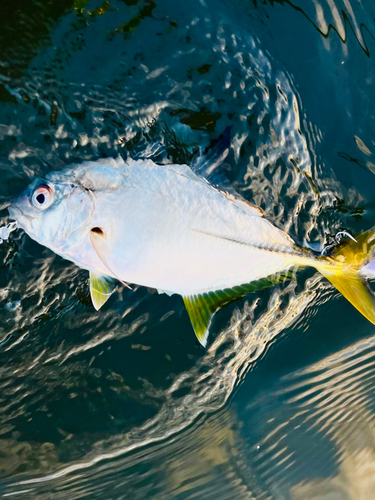 メッキの釣果